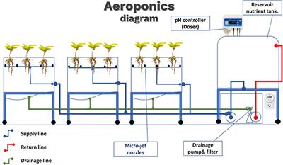 Effect of solution pH on root architecture of four apple rootstocks grown in an aeroponics nutrient misting system